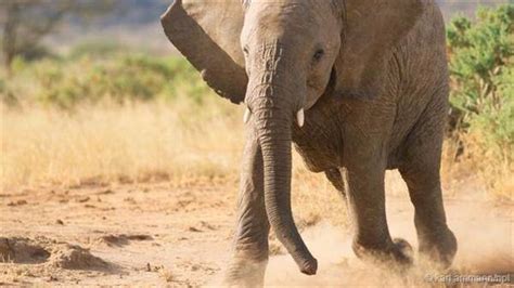 象群里的大象是怎么样照顾小象的，这些大块头的情感其实很细心