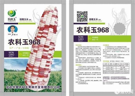 京科968：引领我国新一轮玉米品种更新换代_安徽频道_凤凰网