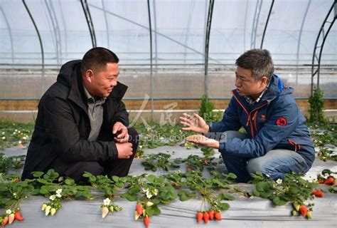 河北秦皇岛：反季节草莓采摘助力乡村振兴-人民图片网