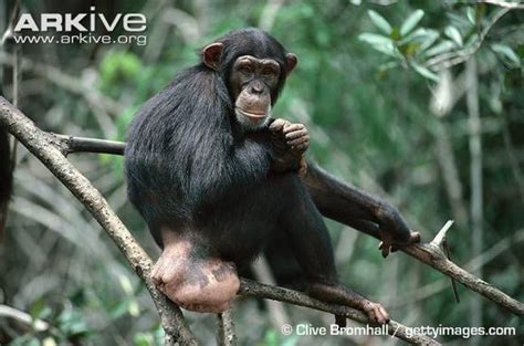 雌黑猩猩,黑猩猩壁纸,黑猩猩笑_大山谷图库
