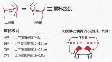 罩杯大小示意图图片