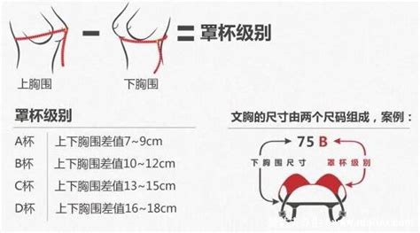 罩杯abcd怎么分大小水果形容_知秀网