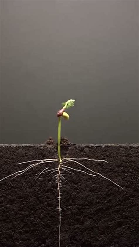 种子从发芽到长大的过程