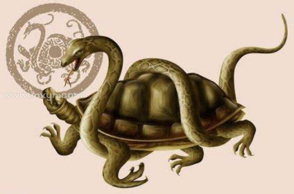 梦见乌龟和蛇是什么意思预兆 - 原版周公解梦大全