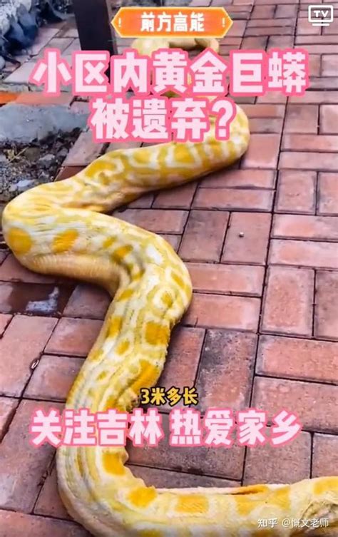 4米巨蟒潜进闽侯一养猪场产蛋 被送往福州动物园-社会- 东南网
