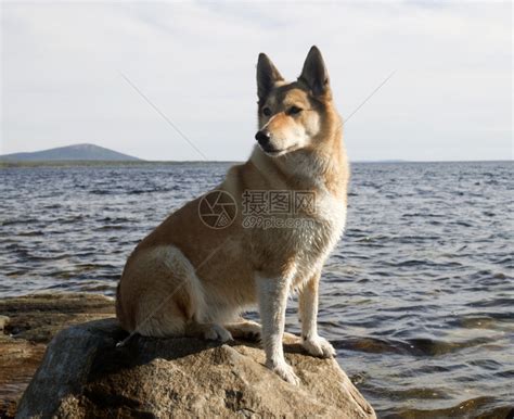 打猎鼻子莱卡在海边的岩石上猎狗高清图片下载-正版图片307622635-摄图网