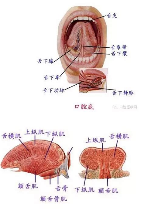 喉咙结构图图片