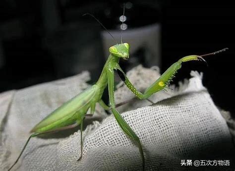 虎头蜂vs螳螂,巨型(第3页)_大山谷图库