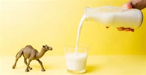 驼奶 驼奶粉OEM贴牌_驼奶厂家代工_华夏丝路驼乳 - 新疆驼奶 新疆伊犁州-食品商务网