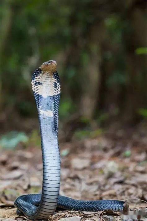 中国十大毒蛇之一的舟山眼镜蛇，学名中华眼镜蛇，大家都认识吗？