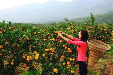 南京：柑橘丰收 果农乐开怀-人民图片网