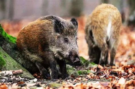 4头野猪今晨在仙湖“落网”，创深圳单次捕获野猪数量纪录