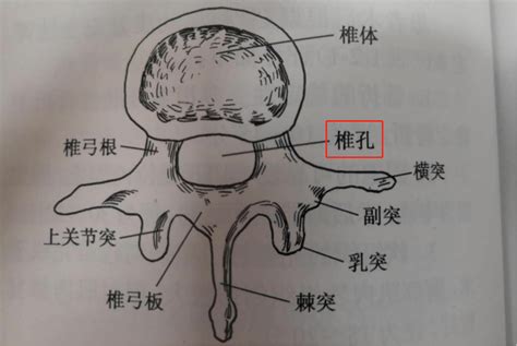 椎孔和椎间孔的解剖图