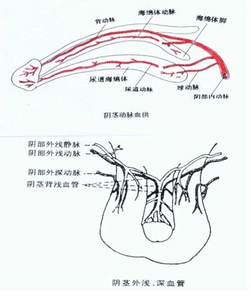 阴茎图图片