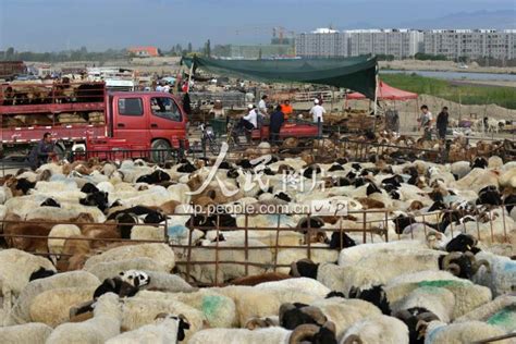 2019活山羊交易市场价格 努比亚山羊种羊价格 山东济宁-食品商务网