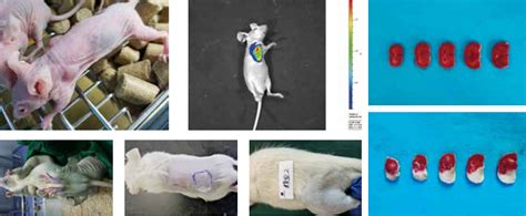 小鼠动物模型流式外包服务实验案例 - 知乎