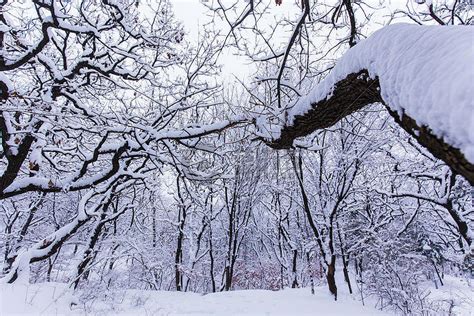 冬天被大雪覆盖的森林摄影图5472*3648图片素材免费下载-编号746182-潮点视频