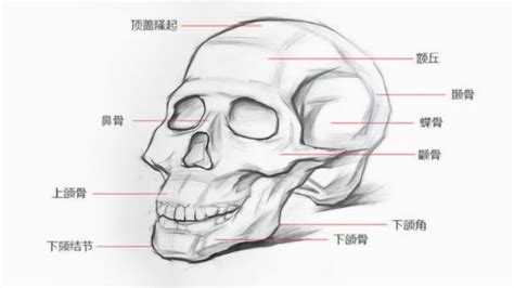 【素描】骨骼骷髅头结构画法！