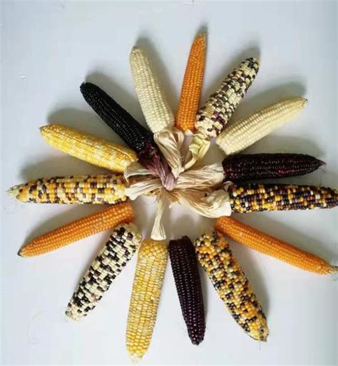 来自西双版纳的小花糯玉米，Q弹软糯，越吃越香！_种植