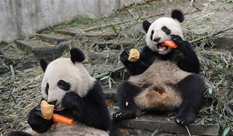 大熊猫为什么吃窝窝头,大熊猫窝窝头配方,大熊猫窝头是什么食物(第3页)_大山谷图库