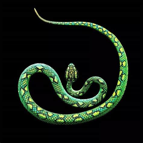哪年属蛇的厉害 几几年出生的属蛇人命最好 - 万年历