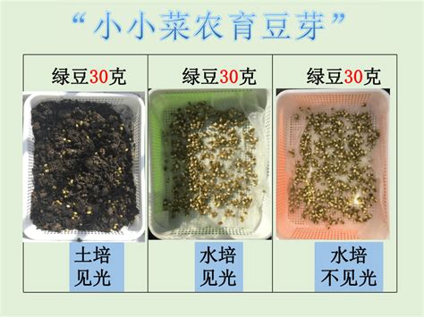 绿豆芽怎么发好 绿豆芽培育技巧_爱花网