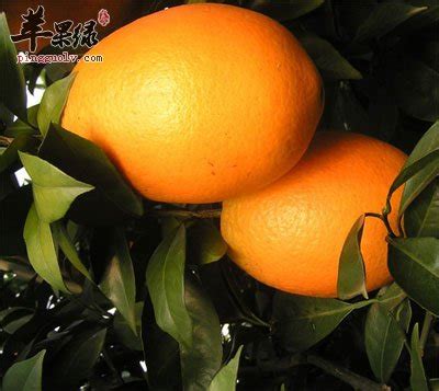橙子的营养价值及功效与作用_健康大百科