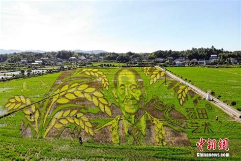 长沙百亩稻田里种出袁隆平巨幅画像_新浪图片