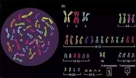 人染色体组有多少条染色体_挂云帆