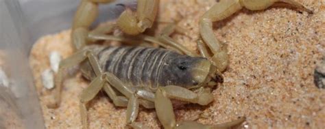【蝎子常识】野生蝎子白天怎么抓_蝎子养殖网