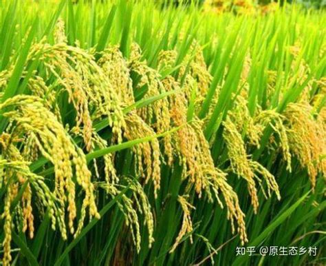 中国现在全是杂交水稻了吗？ - 知乎
