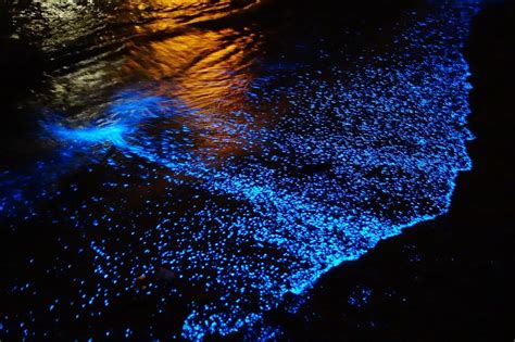 1、“蓝眼泪”是一种在海底生存的微生物离开海水只能够生存10秒浪漫