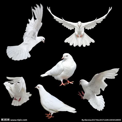 和平鸽图片,放飞和平鸽,和平海报图片_大山谷图库