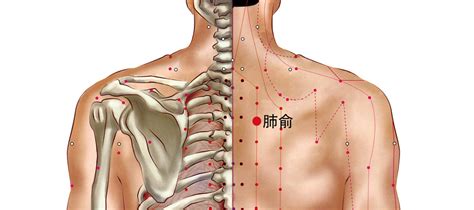 肺俞穴的准确位置图和作用-功效-图片-乡间郎中