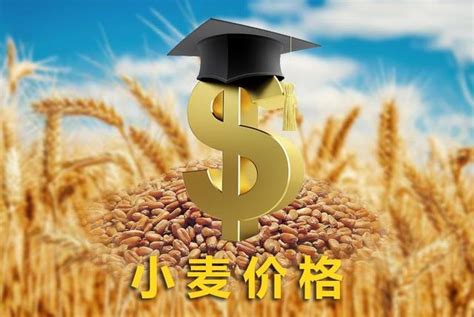 2022年2月26日小麦价格走势分析！附今日新各地小麦价格！-市场动态-行业资讯-面粉信息网