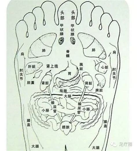 脚底对应的器官图图片 脚底对应的器官图图片