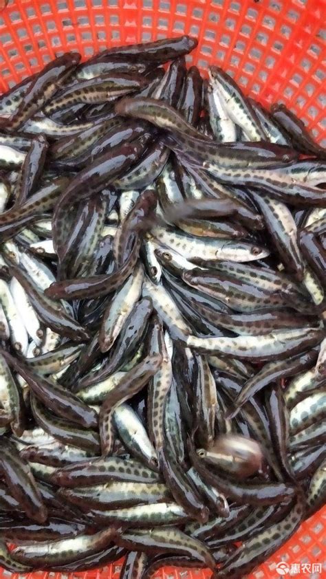 特价销售 大量供应优质黑鱼鱼苗 生鱼苗淡水养殖黑鱼苗价格实惠-阿里巴巴
