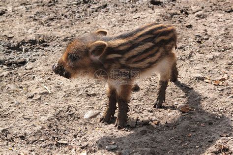 年轻野猪哺乳动物条纹公猪动物小猪棕色荒野高清图片下载-正版图片320248848-摄图网