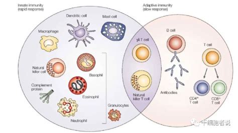 NK细胞疗法,Nature杂志揭示:NK细胞可清除体内"僵尸"细胞,延寿20%-30%_全球肿瘤医生网