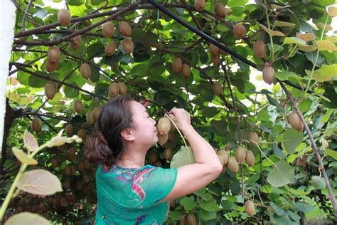 大爷随手种猕猴桃树结5000个果子，自学授粉技术-猕猴桃文化-猕猴桃网