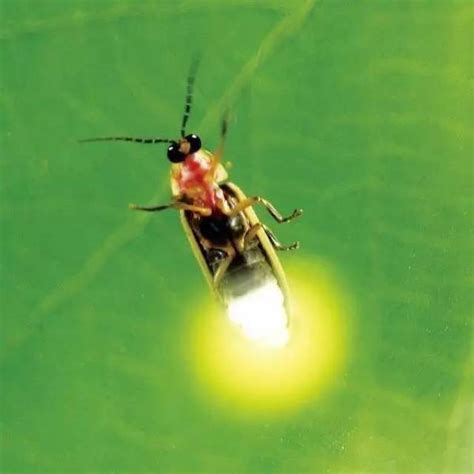 利用崭新显像技术首次揭露萤火虫的发光机制 - 神秘的地球 科学|自然|地理|探索