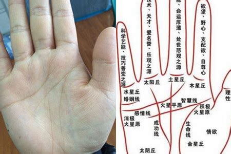 怎么看手相图解女图片 怎么看手相图解女图片