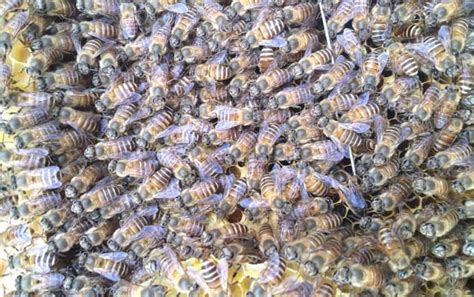养蜂常说的蜜蜂蜜蜂级型分化是一个什么样的过程？一口气了解__财经头条
