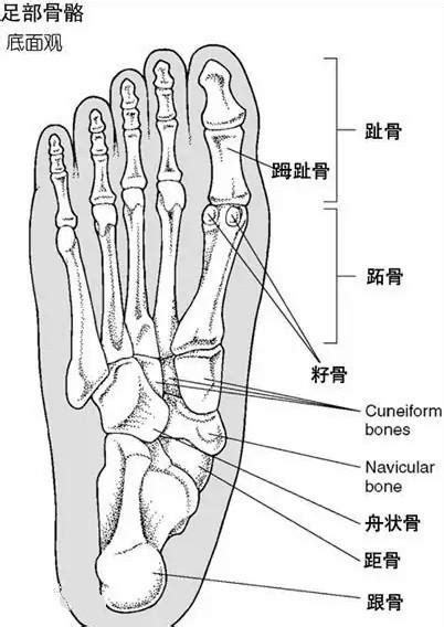 脚掌部位示意图图片