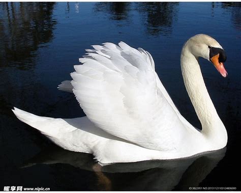 大白鹅演绎的芭蕾天鹅湖|摄影|宠物摄影|黄一能来了 - 原创作品 - 站酷 (ZCOOL)