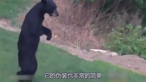 黑熊为了找食物，不引人注目，竟想假扮人类直立行走_腾讯视频
