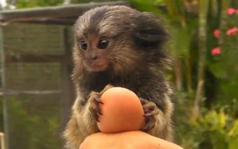 世界上最小的猴子，指猴(体长12厘米仅人的手指那么长)_探秘志