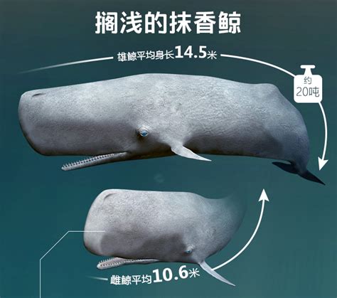 海洋巨兽——鲸鱼美图_朴素_新浪博客