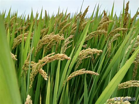 五谷“稻、黍、稷、麦、菽”中的“菽”是指什么-百度经验