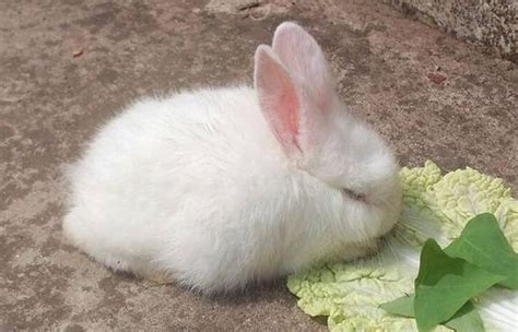 八月兔宝宝出生怎么取名，适合8月出生属兔的孩子名字—大吉屋起名
